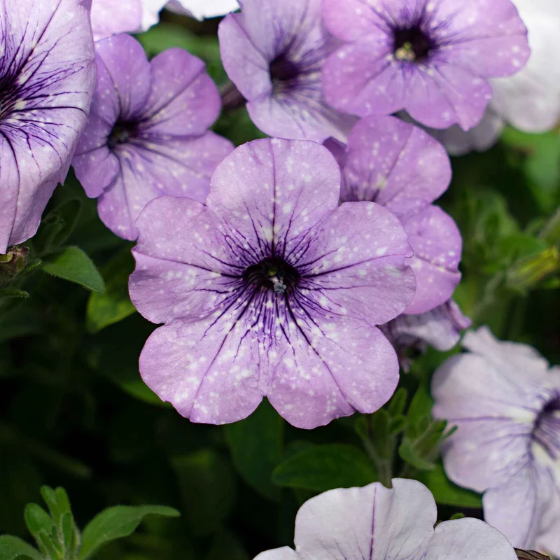 Petunie 'Lavender Sky' (x3)