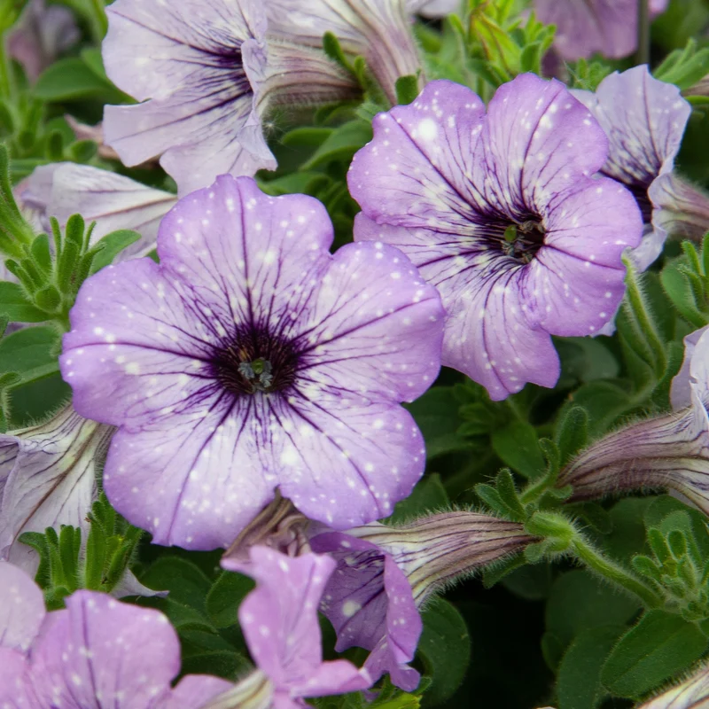 Petunie 'Lavender Sky' (x3)
