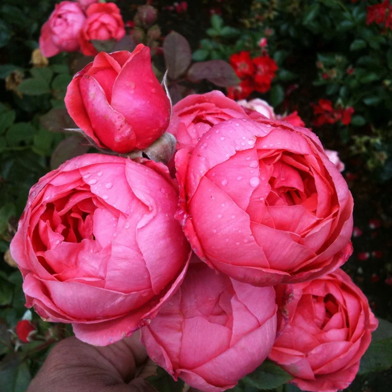 Parfuma® Beetrose 'Gartenprinzessin Marie-José®'