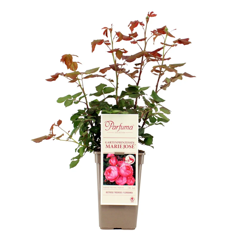 Parfuma® Beetrose 'Gartenprinzessin Marie-José®'