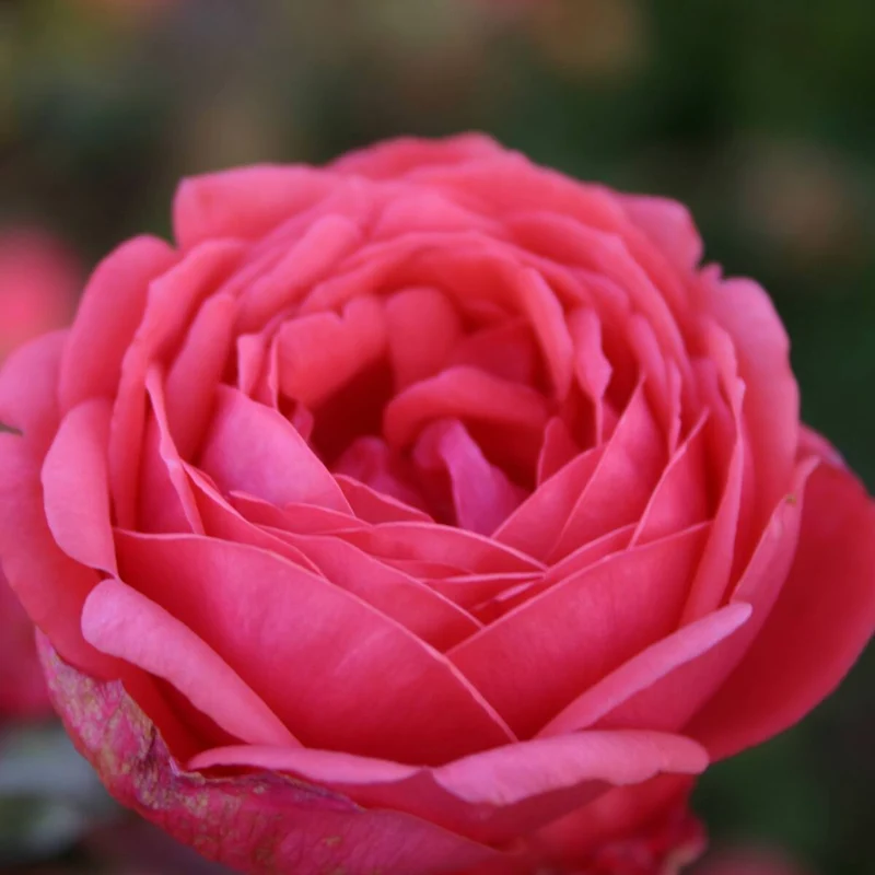Parfuma® Beetrose 'Gartenprinzessin Marie-José®'