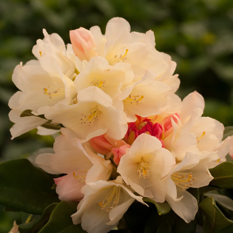 Rhododendron 'Golden Torch'