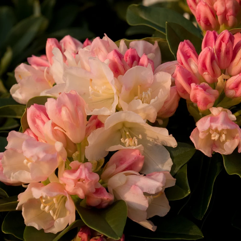 Rhododendron 'Golden Torch'