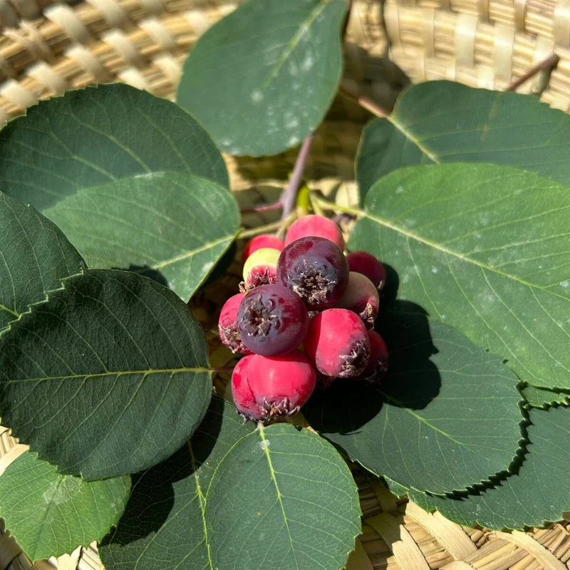 Erlenblättrige Felsenbirne 'Greatberry® Farm'