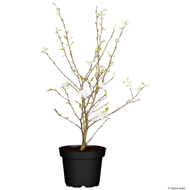 Sternmagnolie