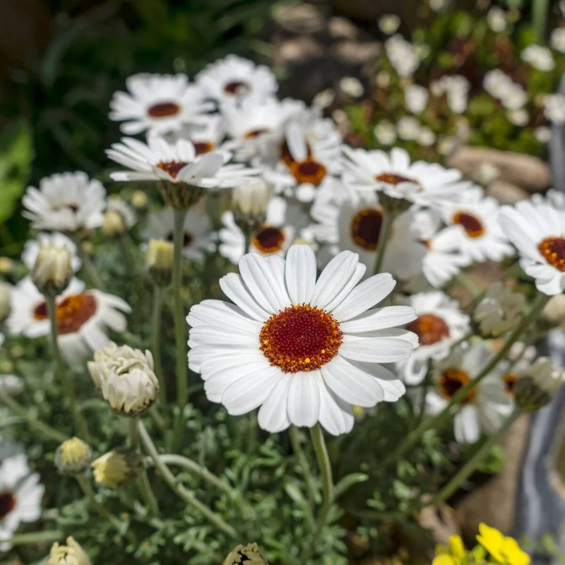 Margerite 'African Spring'