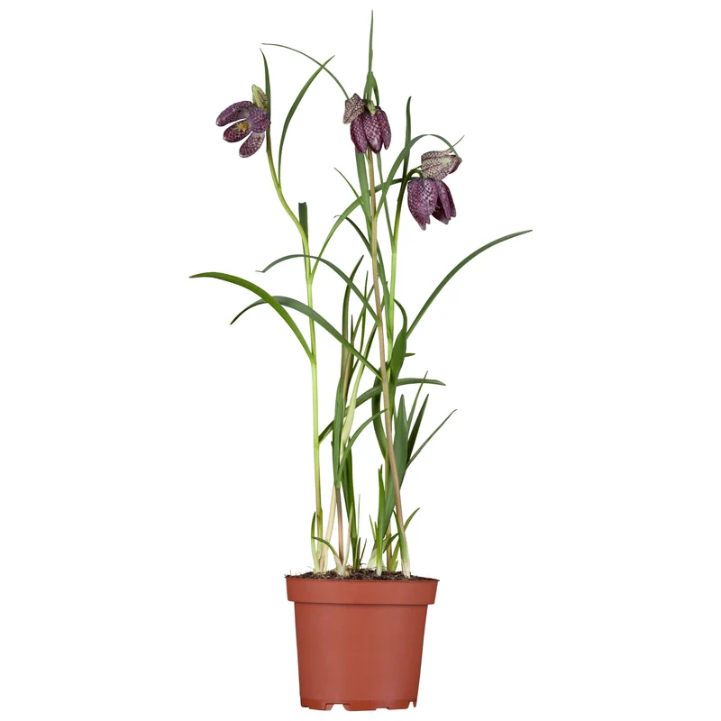 Schachbrettblume