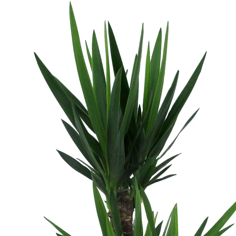 Palmlilie
