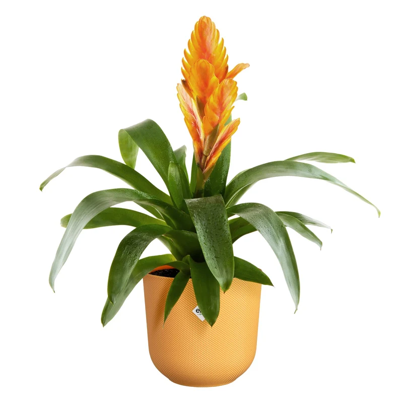 Blumentopf Jazz gelb ELHO