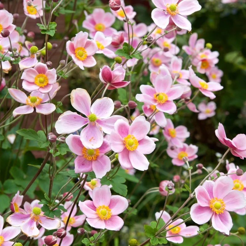 Herbst-Anemone Serenade