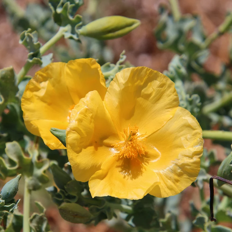 Gelber Hornmohn