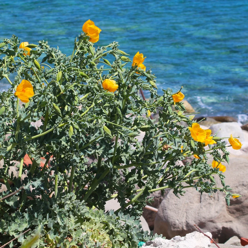 Gelber Hornmohn