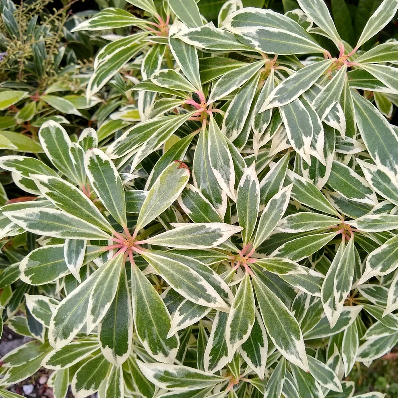 Bunte Lavendelheide