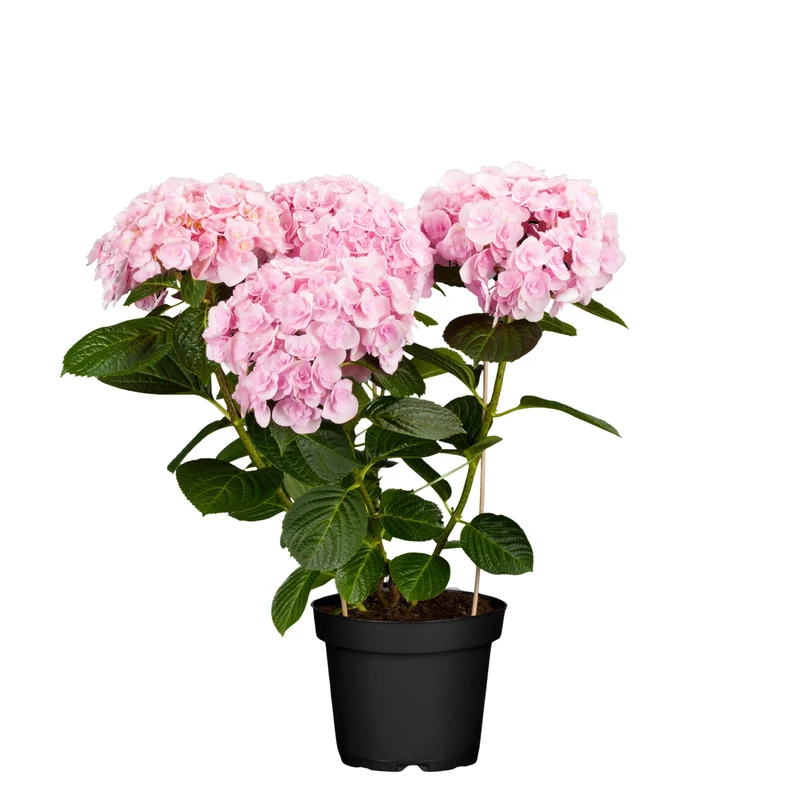 Bauernhortensie 'Love'