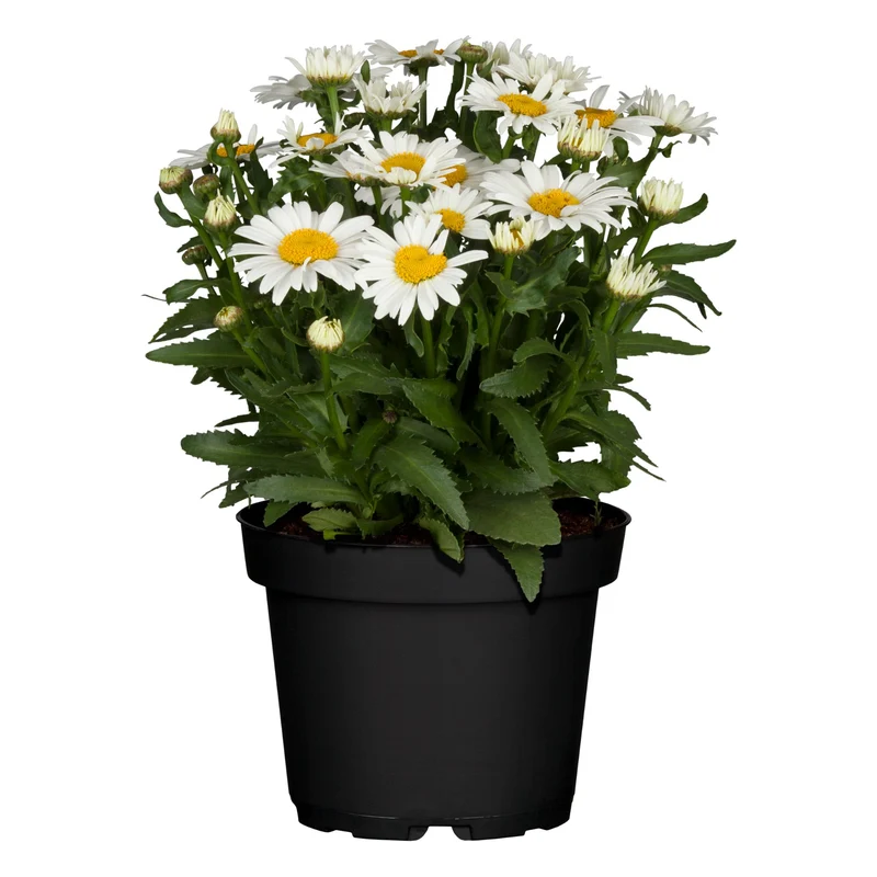 Sommer Margerite