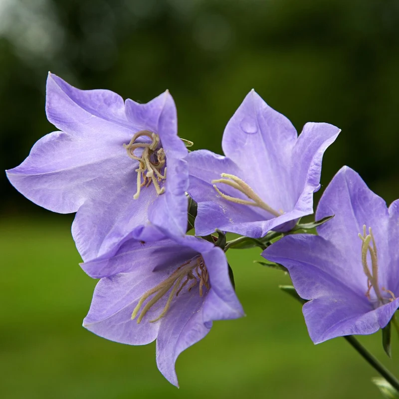 Pfirsichblättrige Glockenblume 'Grandiflora'