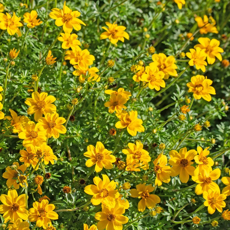 Zweizahn (Bidens) (x3)