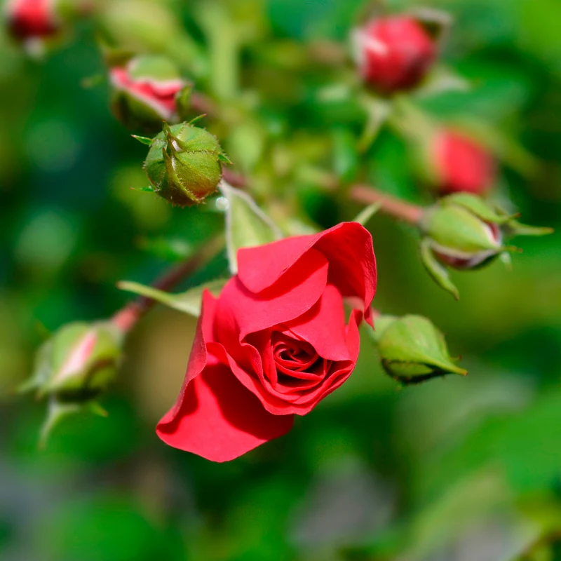 Rose Toscana®
