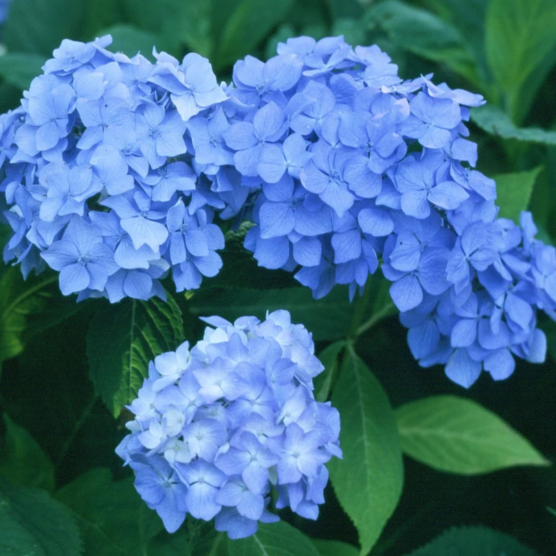 Bauernhortensie 'Générale Vicomtesse de Vibraye'
