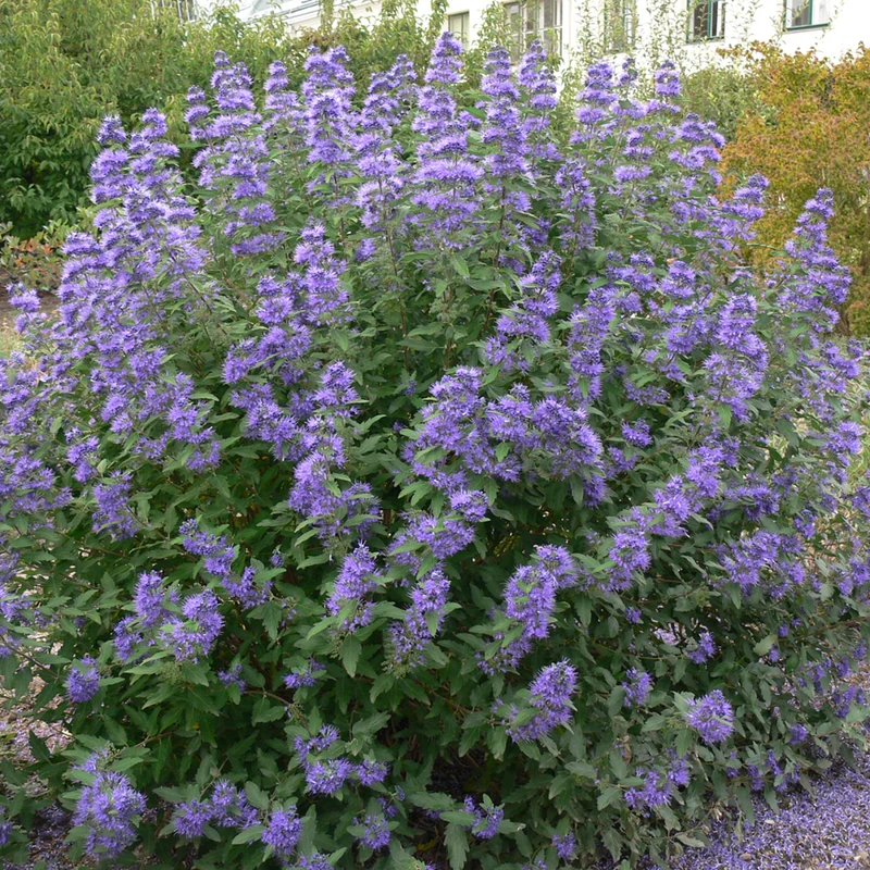 Bartblume, 3 Pflanzen