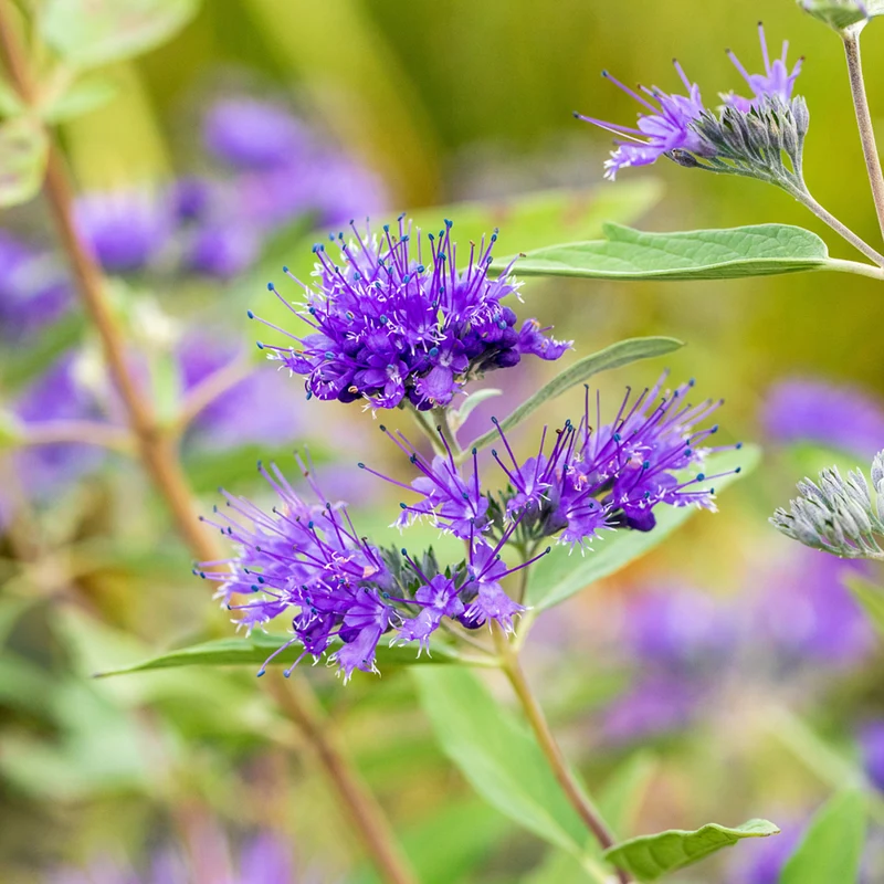 Bartblume, 3 Pflanzen