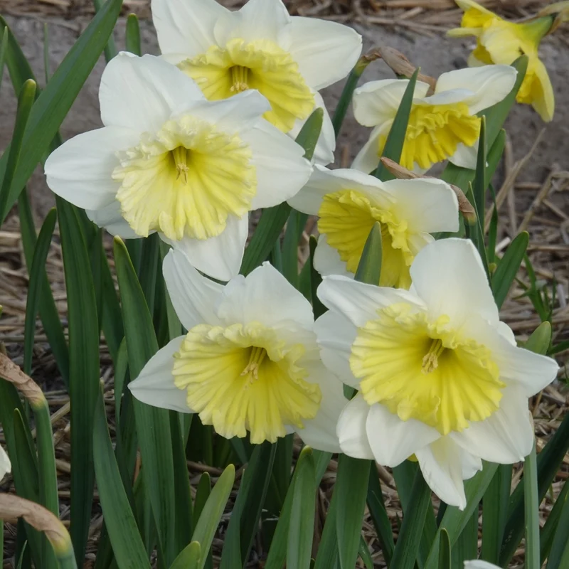 Narzissen mit großer Krone Ice Follies (x5)