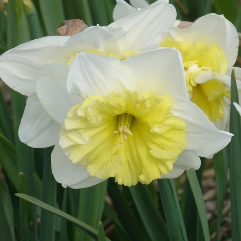 Narzissen mit großer Krone Ice Follies (x5)