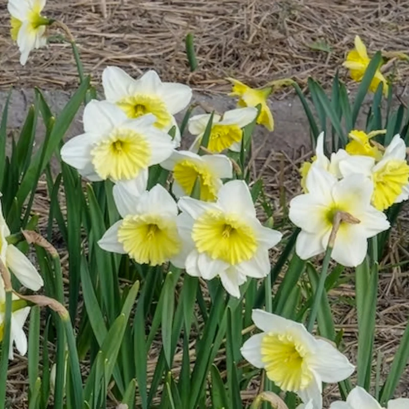 Narzissen mit großer Krone Ice Follies (x5)