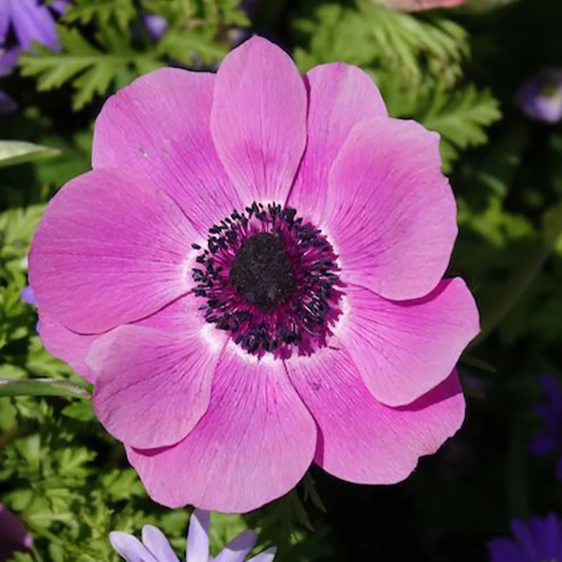 Anemonen coronaria - Rosa