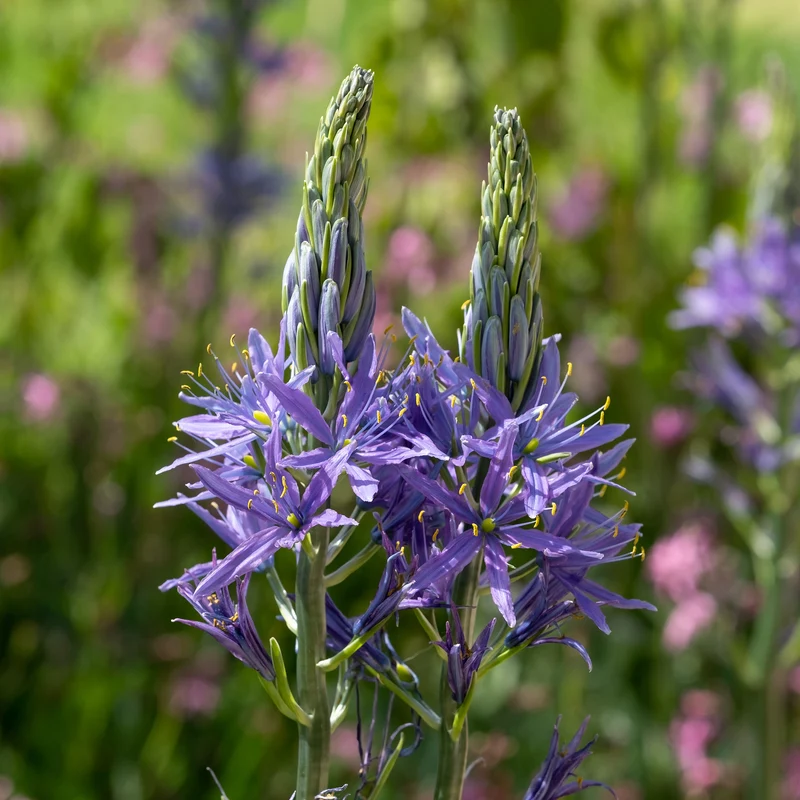 Camassia leichtlinii suksdorfii blau (x3)