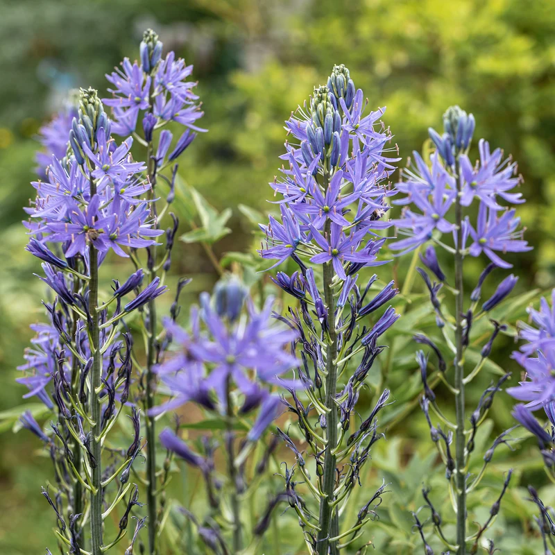 Camassia leichtlinii suksdorfii blau (x3)