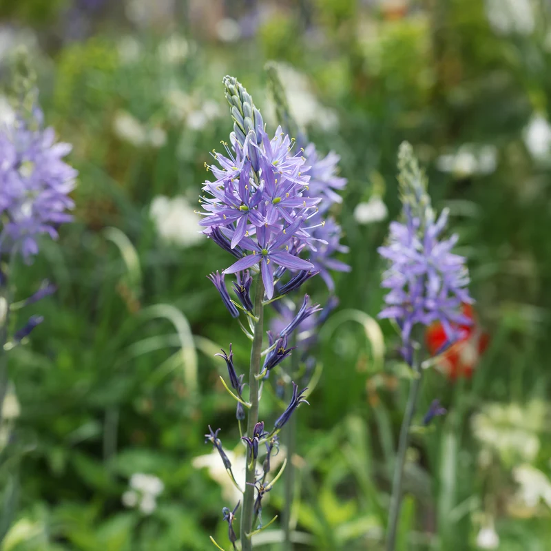 Camassia leichtlinii suksdorfii blau (x3)