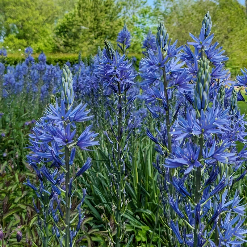 Camassia leichtlinii suksdorfii blau (x3)
