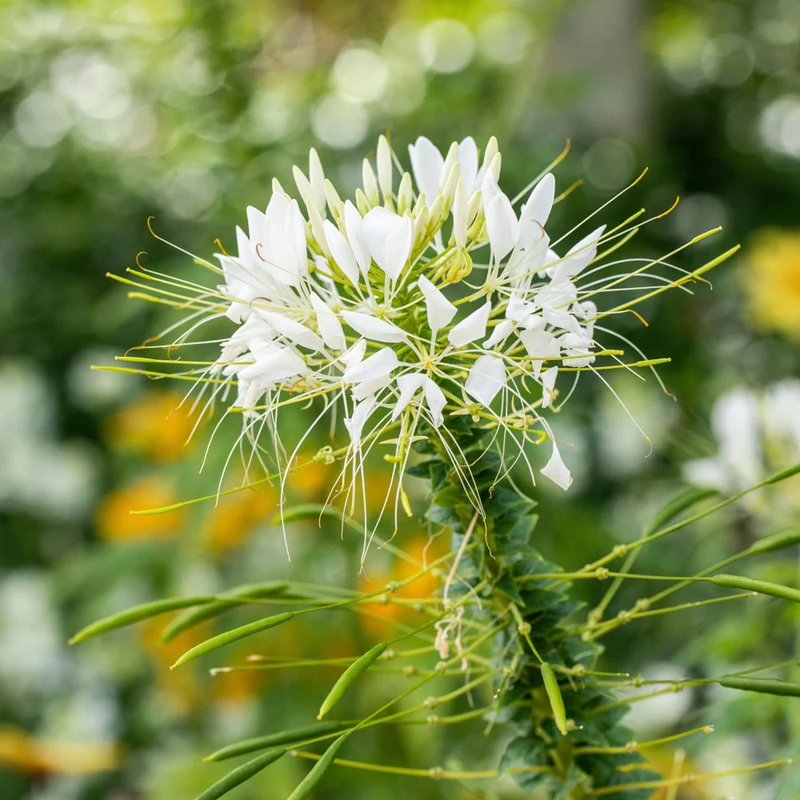 Spinnenblume