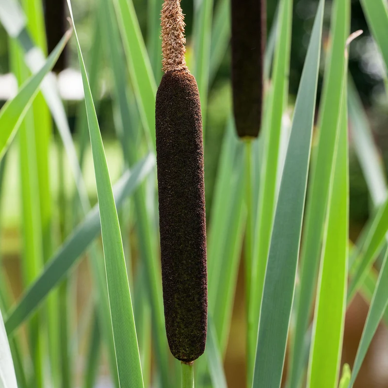 Schmalblättriger Rohrkolben