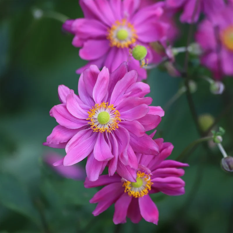 Herbst-Anemone