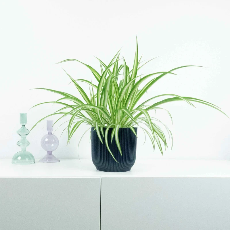 Grünlilie ‘Vittatum’