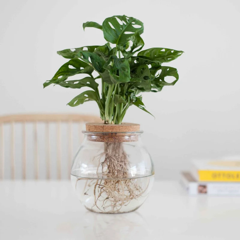 Monstera im Kugelglas - Hydroponik