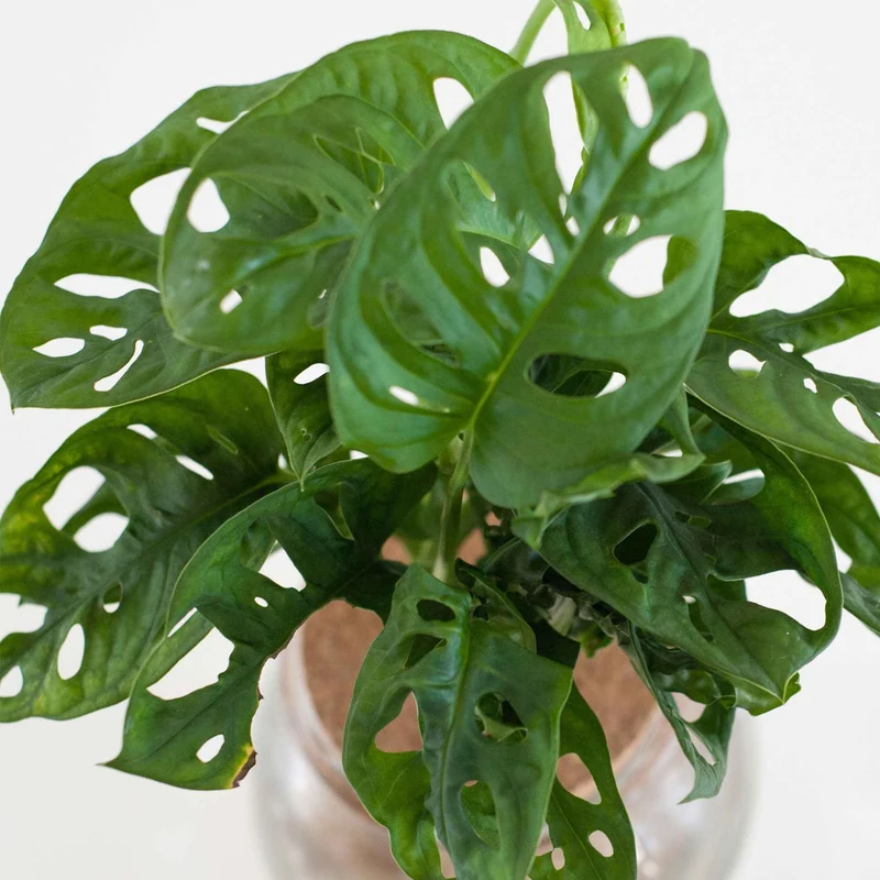 Monstera im Kugelglas - Hydroponik