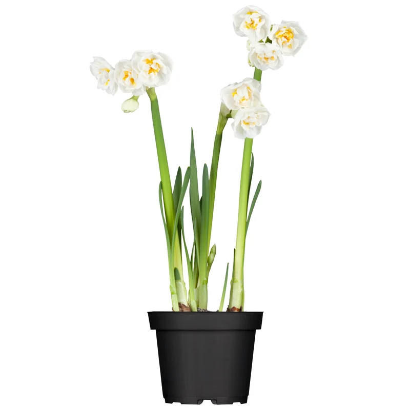 Narzisse 'Bridal Crown'