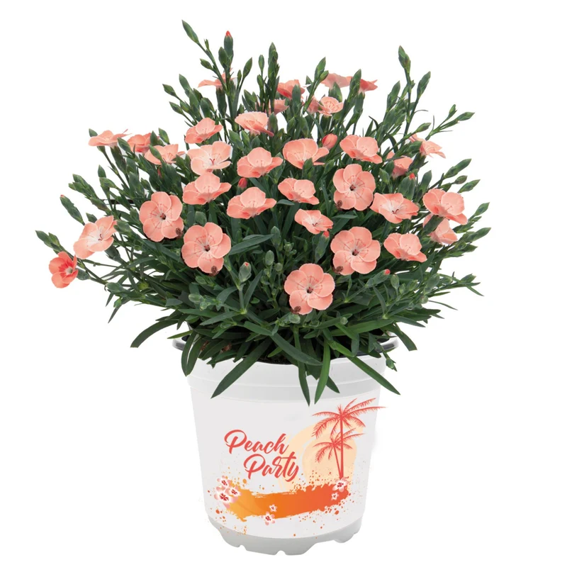Gartennelke 'Peach Party®'