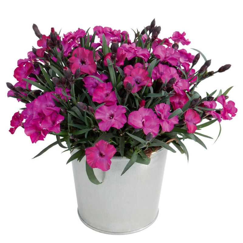 Gartennelke 'Scully®'