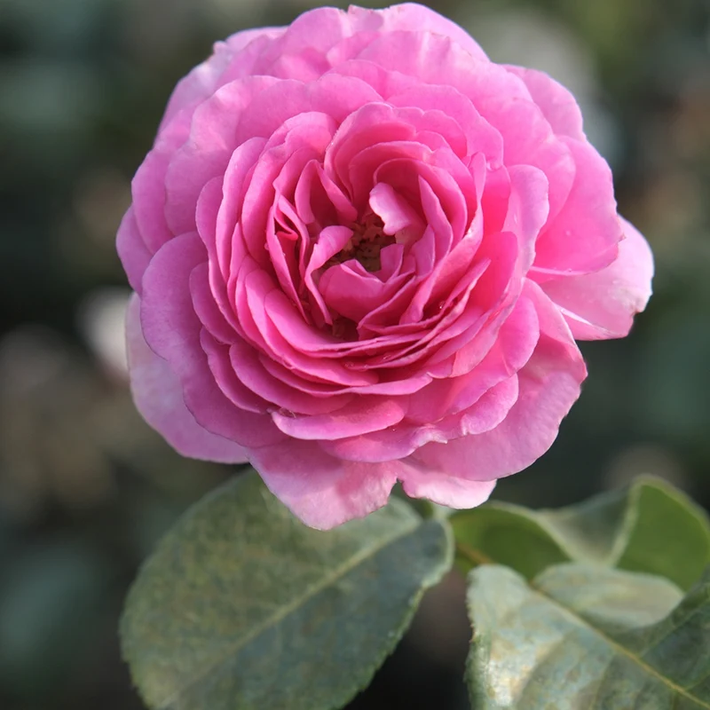 Kletterrose ‘Ozeana’®