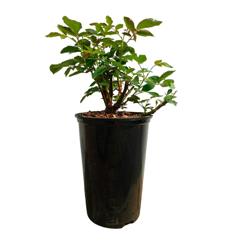 Kletterrose ‘Ozeana’®