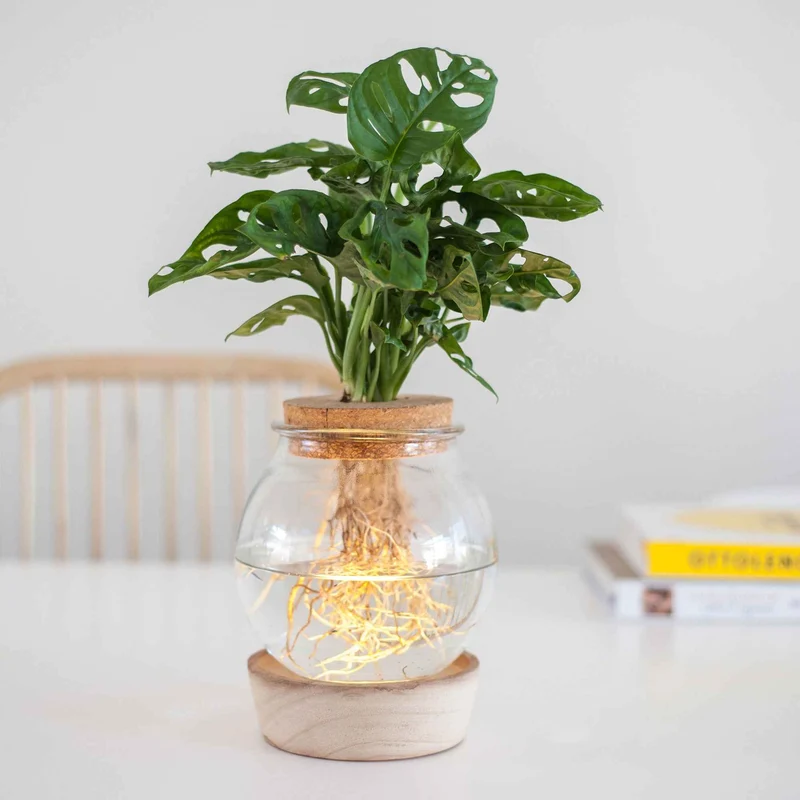 Monstera im Kugelglas mit LED-Beleuchtung - Hydroponik