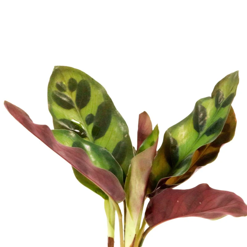 Calathea im Samoa-Glas - Hydroponik