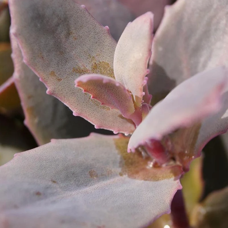 Fetthenne 'Chocolate Cherry'