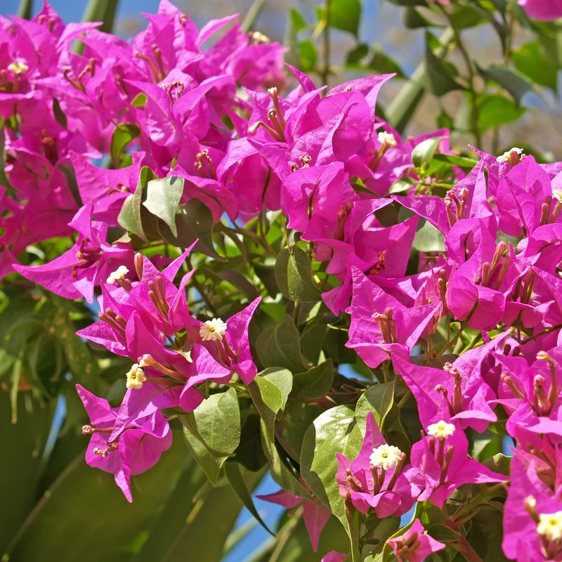 Bougainvillea ‘Vera Deep Purple’