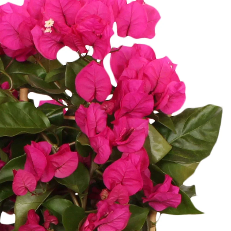 Bougainvillea ‘Vera Deep Purple’