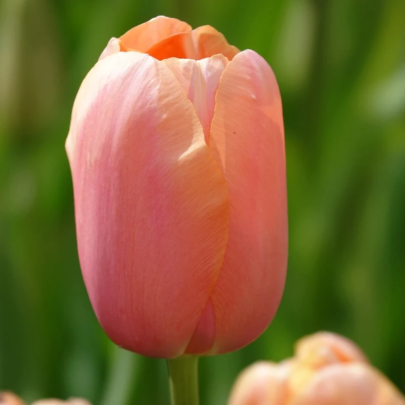 Tulpe 'Menton' (x7)